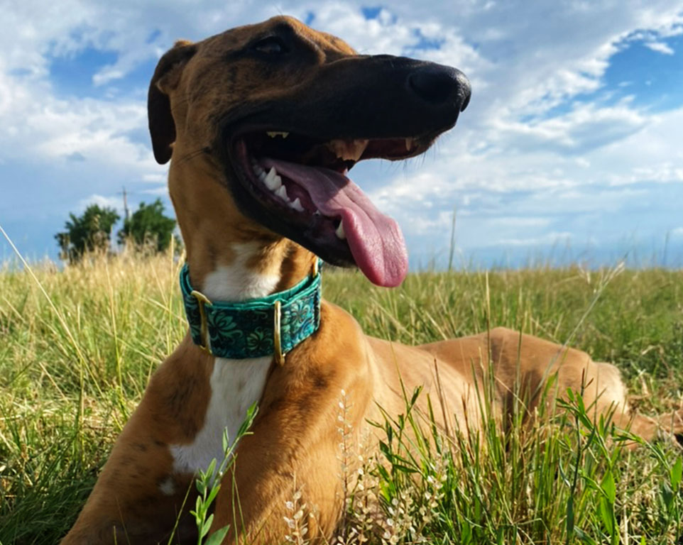 beautiful and happy dog outside